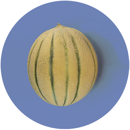 Melone Gialletto